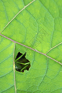 紧闭布多克叶船只植物群叶绿素宏观静脉绿色植物生物叶子图片