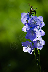 秋花绿色植物群蓝色天空花园紫色白色花朵图片