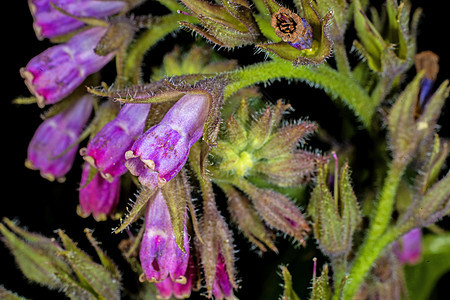 commfrey cmfrey植物群紫色螺旋医疗药品荒野宏观蓝色紫草草本图片