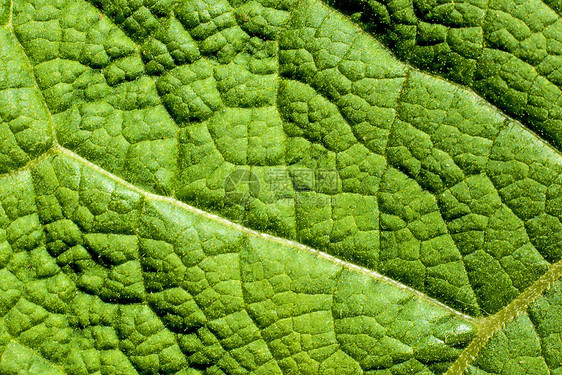 紧闭布多克叶植物群叶子绿色生物宏观静脉植物叶绿素船只图片