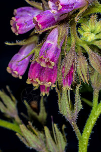 commfrey cmfrey植物群草本植物花序黑色螺旋形紫色蓝色草本紫草荒野图片