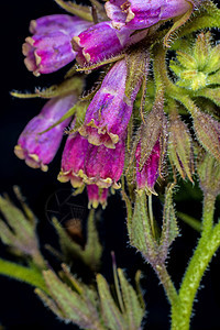commfrey cmfrey植物群草本植物花序黑色螺旋形紫色蓝色草本紫草荒野图片