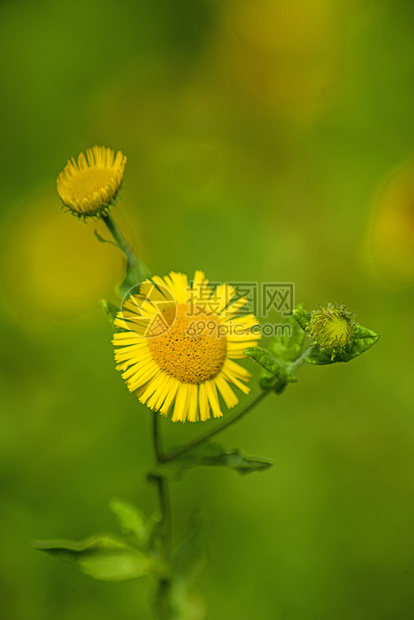 普利卡里亚大肠杆菌 普通Fleabane医疗荒野瘟疫植物药品黄色绿色图片