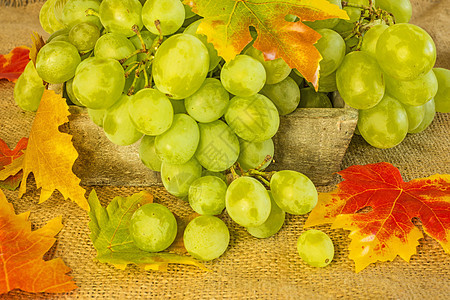 葡萄浆果甜点藤蔓食物收藏水果季节收成工作室叶子图片