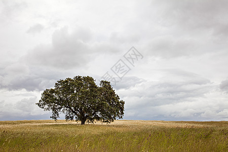 字段中的树孤独乡村小麦多云风景农业草地农场场地图片