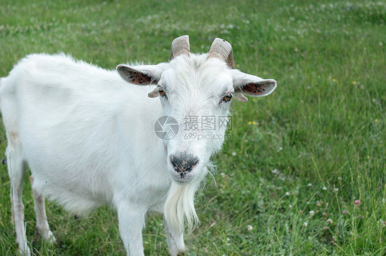 山羊头动物哺乳动物牛奶夫妻家畜胡须畜牧业假期农场幼兽图片
