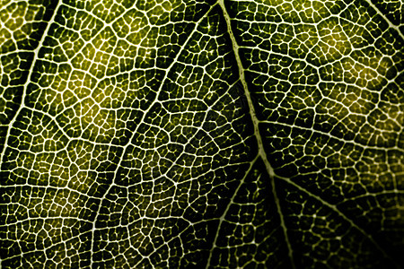 后翻页细胞宏观叶子墙纸植物群植物学树叶光合作用叶绿素静脉背景图片