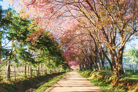 樱花路樱花花房子花瓣亚科红斑木头樱花寺庙场景季节蓝色背景