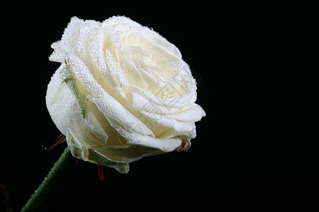 美丽的白玫瑰宏观特写Name花瓣植物礼物脆弱性白色季节玫瑰图片
