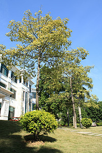 校园内扫扫帚板大学植物绿色活力树叶天空蓝色绿色植物图片