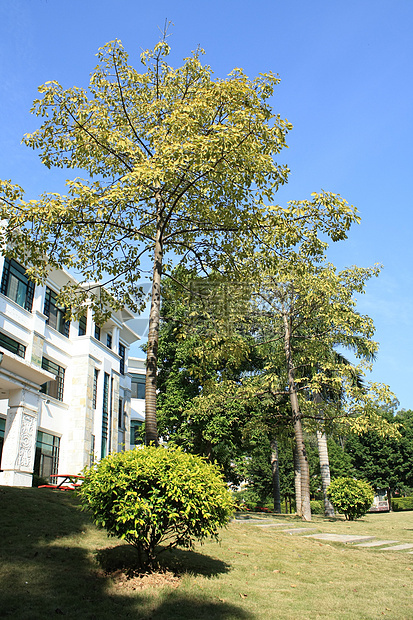 校园内扫扫帚板大学植物绿色活力树叶天空蓝色绿色植物图片