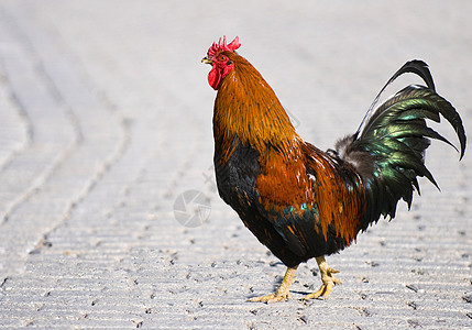 公鸡农场农业红色食物动物乡村羽毛背景图片