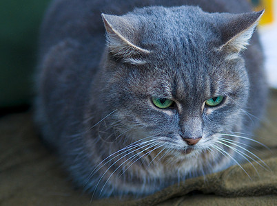 猫咪胡须鼻子动物毛皮哺乳动物小猫捕食者头发眼睛图片