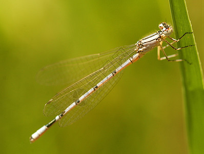 龙蜻蜓昆虫飞行翅膀宏观绿色飞虫图片