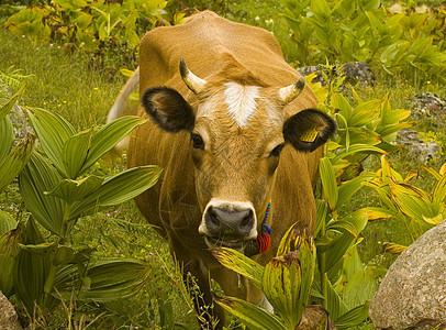 奶牛农场草地牛奶场地国家家畜白色谷仓乡村哺乳动物图片