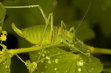 蚂蚱跳跃刺槐漏洞生物绿色植物小动物野生动物蚱蜢花园图片