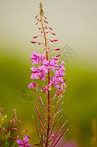 鲜花花园粉色树叶叶子绿色植物荒野宏观花朵植物群图片