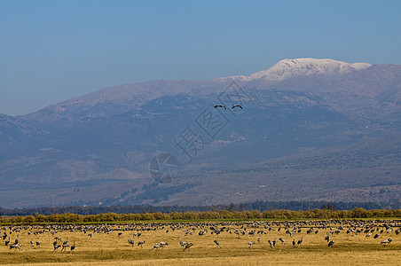 赫蒙山顶峰风景鸟类草裙土地场景场地图片