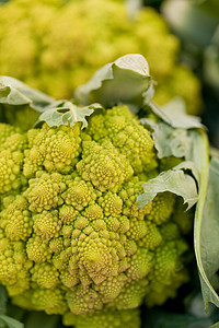 新鲜绿色罗马内斯科花椰菜卷心菜宏观收成美食菜花农业生产市场植物油菜叶子图片