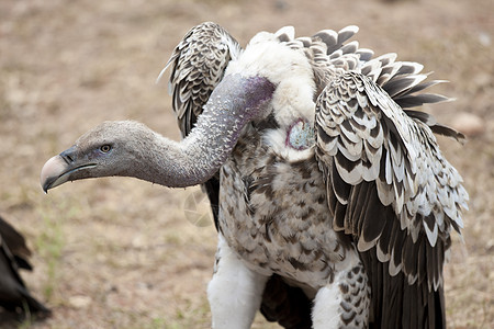 白壳秃鹫动物吉卜赛动物群账单白色食肉秃鹰野生动物公园翅膀图片