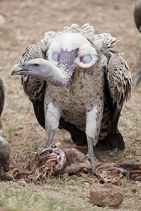 白包白秃鹫与红斑图片