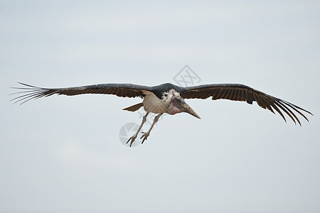 马拉布斯托克飞行动物账单鸟类荒野长尾翅膀羽毛航班野生动物蛔虫图片
