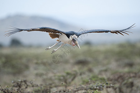 马拉布斯托克飞行蛔虫账单翅膀荒野鸟类野生动物长尾动物航班羽毛图片