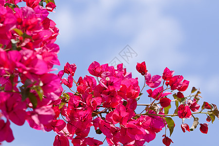 美丽的粉红紫红红色布加维亚花朵和蓝色的天空气候叶子自然植物学植物阳光花瓣植物群晴天公园图片