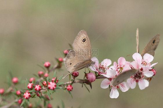花上粉红色的澳大利亚浸顶性皮质花朵上的春叮叮叮叮铃环蝴蝶图片