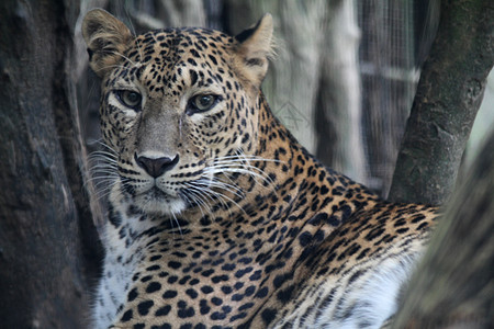 豹型猎人猫科动物荒野叶子捕食者男性栖息地环境相机豹属图片