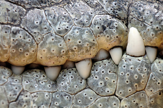 鳄齿食肉牙齿危险宏观生物白色爬虫水平动物园动物图片