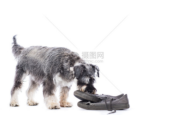 Schnauser调查一双旧鞋图片