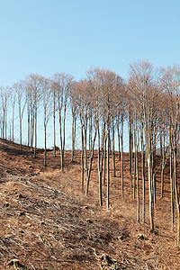 伐木季节松树森林戒指棕色风景林业树干生态损害图片