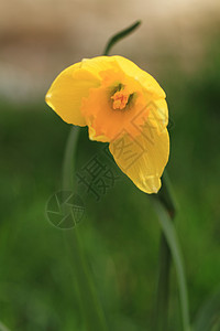 自给的花朵花瓣水仙花绿色花园叶子季节草地植物黄色季节性图片