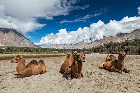 拉达赫州努布拉市的骆驼驼峰天空沙漠山脉沙丘风景反刍动物图片