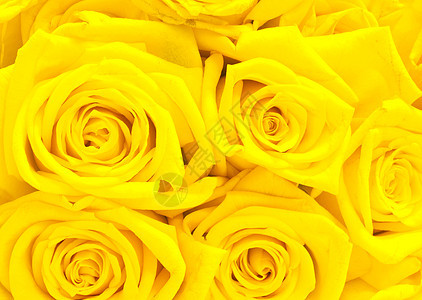 黄玫瑰自然花朵玫瑰花束花瓣黄色背景图片