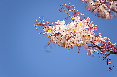 春天的花朵 蓝天空背景保护绿色天空草原园艺美丽花园郁金香蓝色屏幕图片