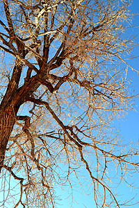 冬季高树荒野分支机构季节阳光天气太阳蓝天生长蓝色日光图片