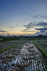 地区日落时稻田土地旅行场地农村热带乡村图片