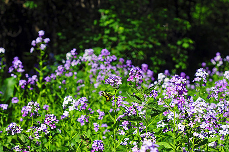 黄蝴蝶在夏季山丘草原上飞翔草地昆虫绿色季节植物飞行森林荒野蝴蝶紫色图片