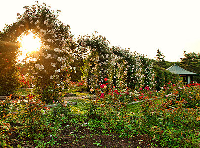 正式玫瑰花园香气婚礼植物群阳光生长花坛衬套晴天太阳花朵图片