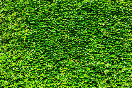 绿色植物墙壁藤蔓植物绿色背景图片