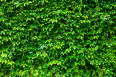 绿色植物墙壁植物绿色藤蔓图片