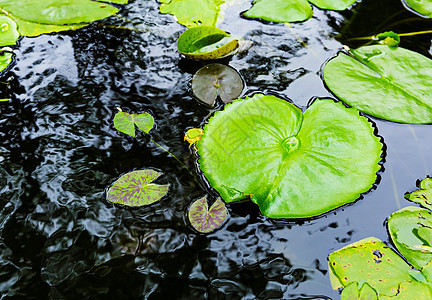 水面上的百合板软垫植物睡莲浮萍绿色叶子花园百合池塘图片