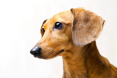 Dachshund 狗狗家养狗宠物白色鸭子小狗图片