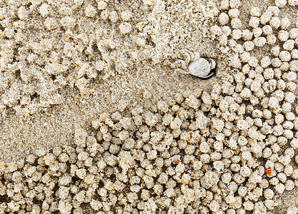 小白螃蟹移动沙球珊瑚海滩白色城市昆虫沙漠栖息地海岸灰色土地图片