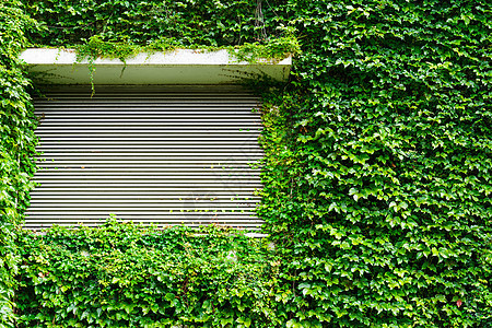 绿色常春藤叶墙壁上装有金属滚环百叶窗图片