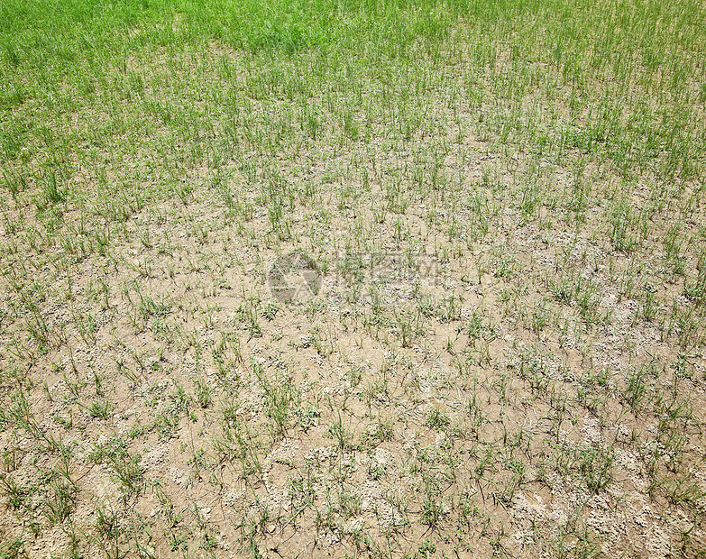 干燥草坪地面叶子损害草皮农村土地枯草植物草地干草图片