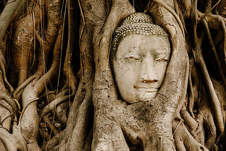 在Ayutthaya的旧树上 头上戴着布丁头的老树宗教纪念碑佛教徒榕树寺庙雕像树根文化废墟地标图片