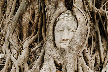 在Ayutthaya的旧树上 头上戴着布丁头的老树佛教徒文化宗教树根地标废墟榕树寺庙精神雕像图片